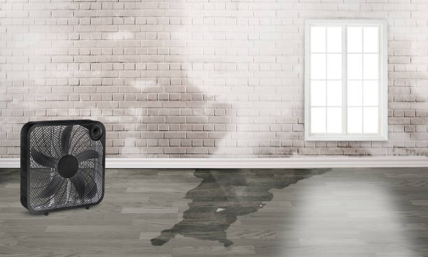 Best Water damage restoration near me  in Dayton, NJ